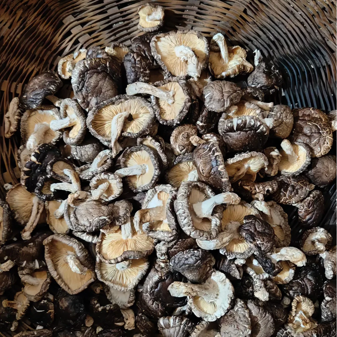 2025大巴山椴木香菇