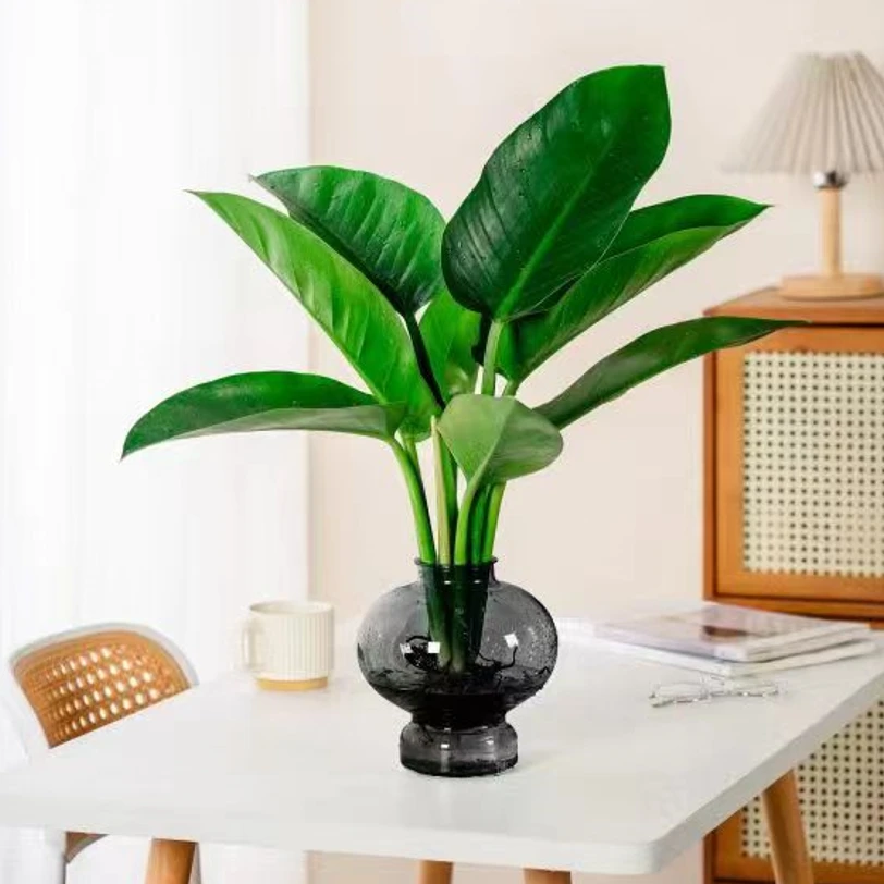 大王金钻泰钻绿公主室内办公室桌面净化空气美观盆栽带盆水培好养