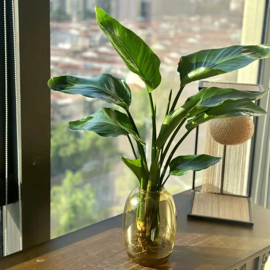 【屿鹿】水培天堂鸟四季好养植物卧室客厅盆栽室内水培优美创意绿植