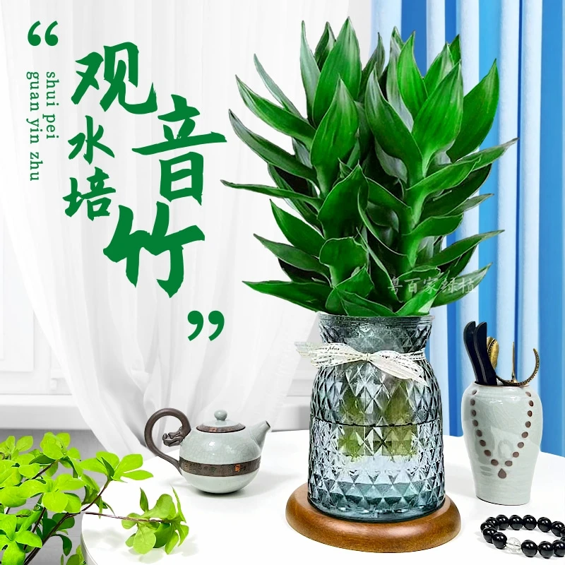【观音竹】清新家居水培绿植富贵竹植物客厅办公室盆栽净化空气好养