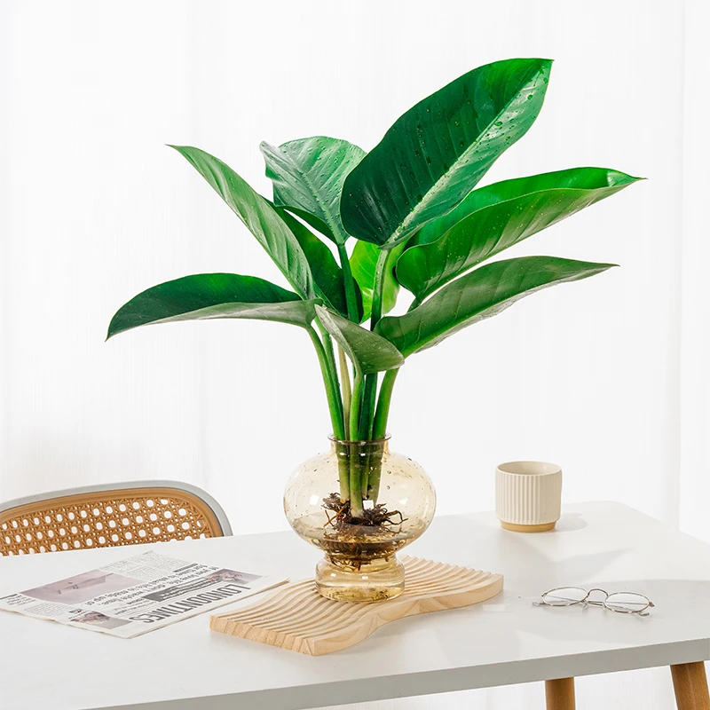 大王金钻绿公主室内办公室好养易活桌面净化空气美观盆栽带盆水培