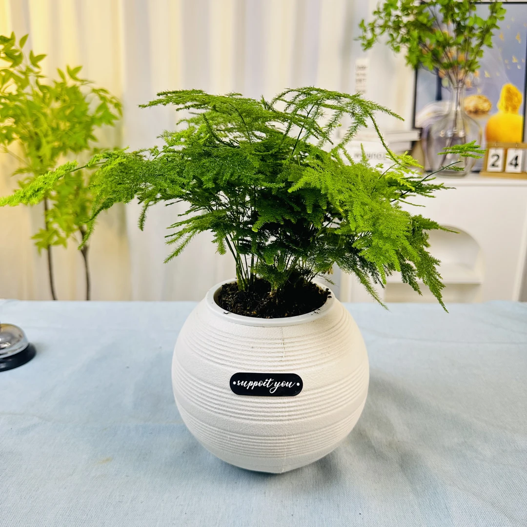 【大文竹】文竹盆栽植物室内净化空气办公室绿植花卉盆栽盆景小盆栽