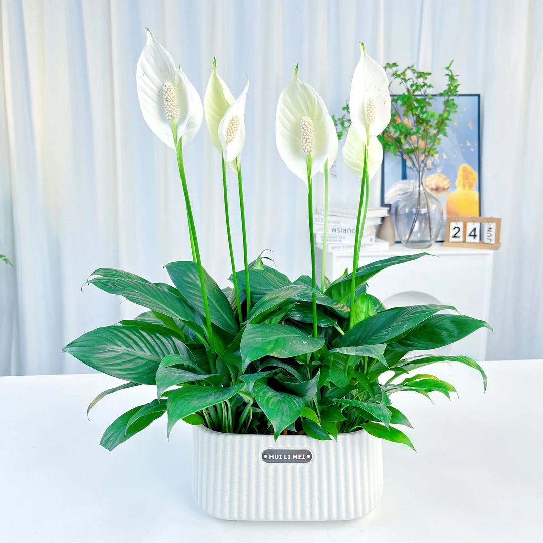 【组合白掌】水培白掌盆栽好养植物室内开花绿植客厅一帆风顺带肥料