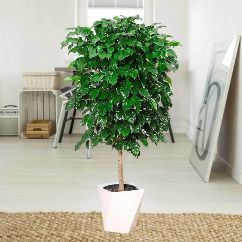 【独杆幸福树】客厅绿植摆放室内中型绿植绿宝土培植物美观好养易活