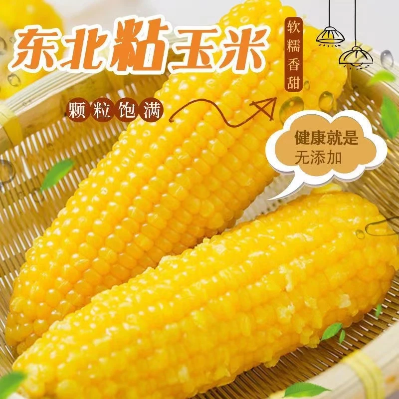 东北黄糯玉米整箱10支每支300克到350克真空包装TZ