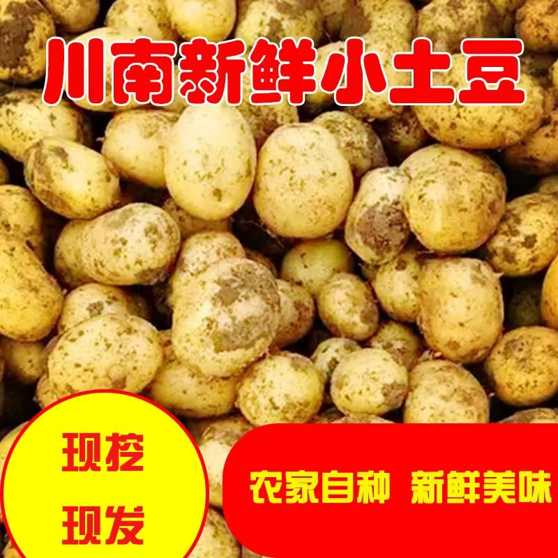 四川自贡现挖现发新鲜黄心土豆人工采挖马铃薯洋芋5斤包邮