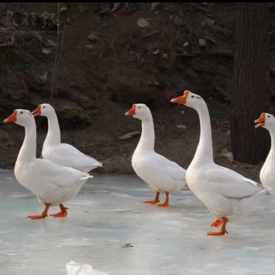 黑龙江寒地黑土、白山黑水、东北本地农家散养大鹅