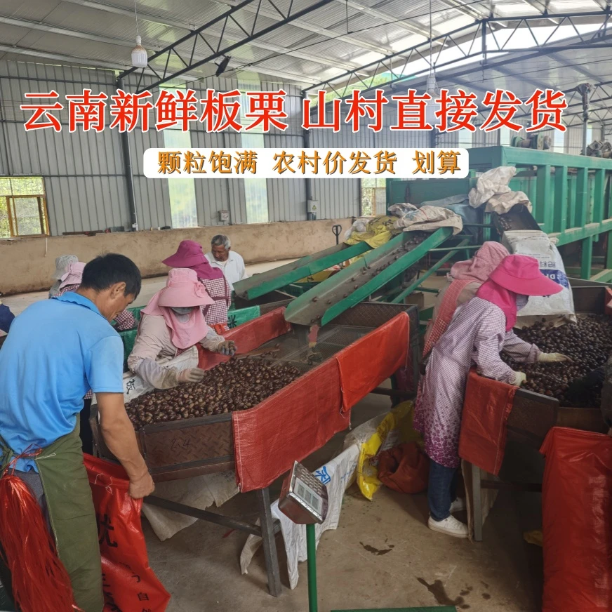 云南楚雄武定正宗鲜板栗老品种老树黑油313板栗香糯饱满新鲜包赔