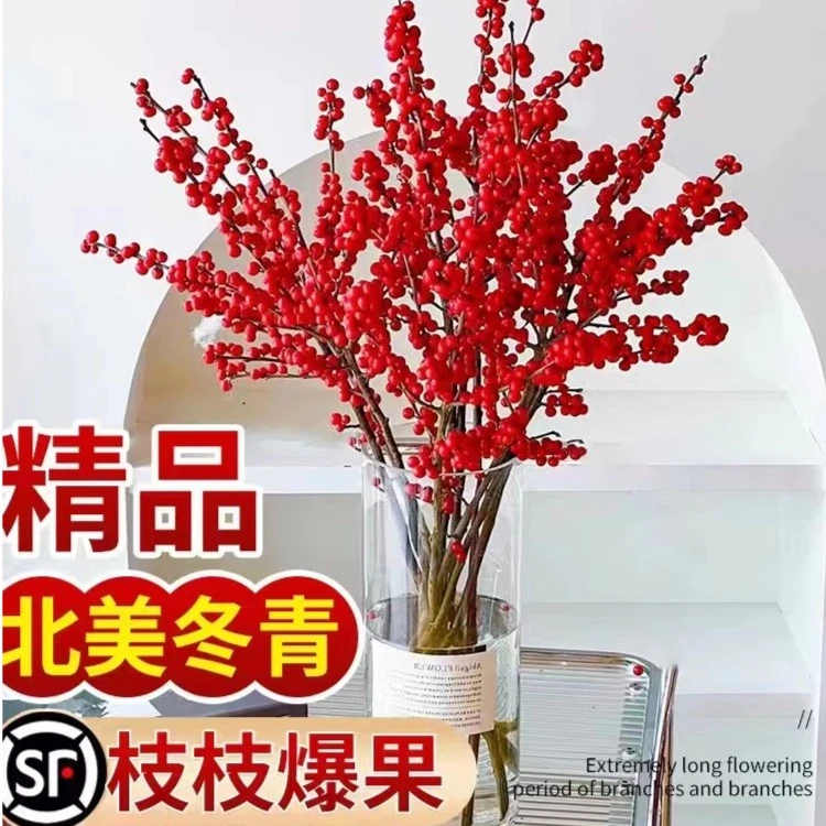 精品进口北美发出鲜切枝水培植物鲜花束红果水养室内年宵花卉真花