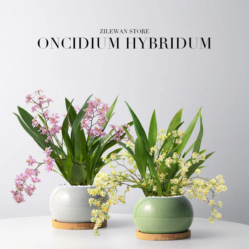 文心兰盆栽带花苞花苗梦香兰室内开花卉植物客厅阳台绿植盆栽室内