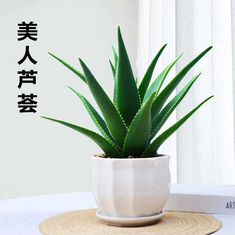 懒人芦荟盆栽美容可食用室内净化空气植物办公室桌面好养易活绿植