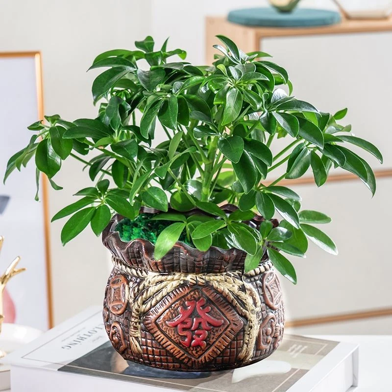 鸭脚木盆栽植物花卉室内外客厅七叶莲八方来财四季常青绿植发财树