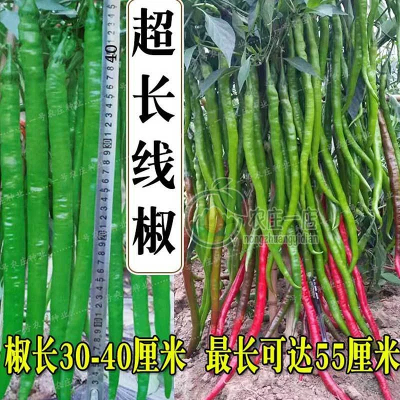 长龙线椒种子超长高产薄皮辣椒超辣四季播种籽盆栽蔬菜苗春季秋冬