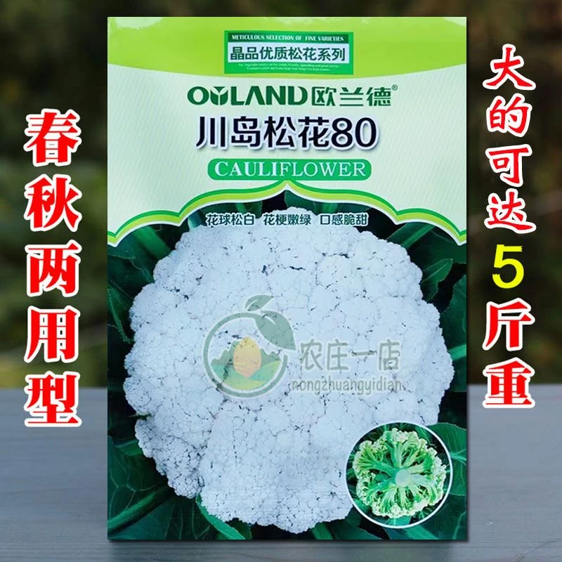 川岛松花80松花菜种子春秋两用抗病有机花菜种籽大果可达5斤脆嫩