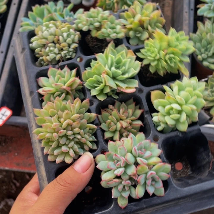 多肉植物带盘10棵