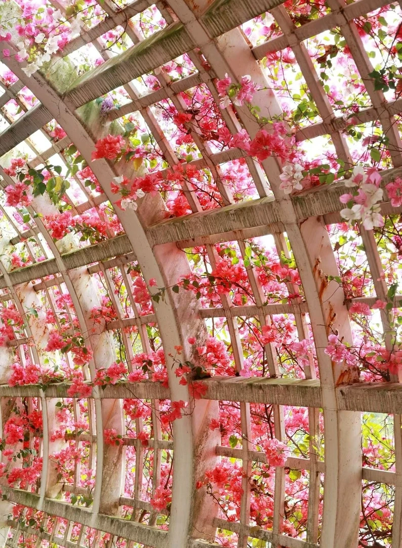 三角梅品种盆苗老桩