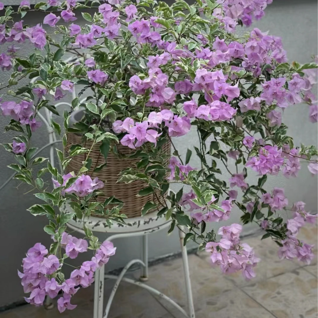 银边浅紫高票三角梅