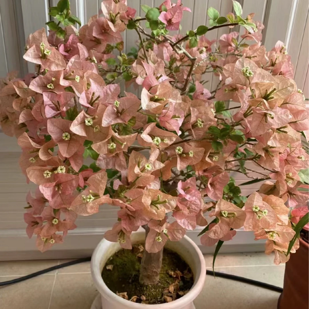 卡娅塔观赏三角梅