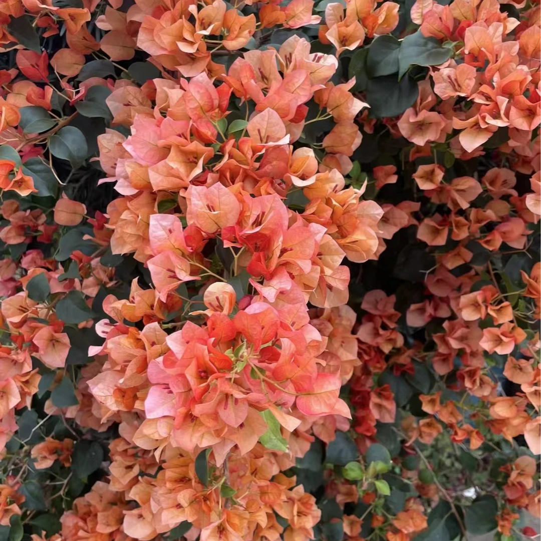 日落三角梅观赏盆栽