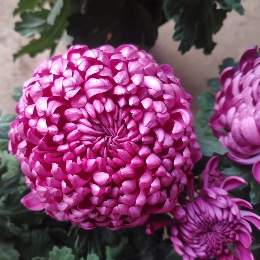 紫绣球大花花盆栽带花苞花苗九月菊（不含盆）
