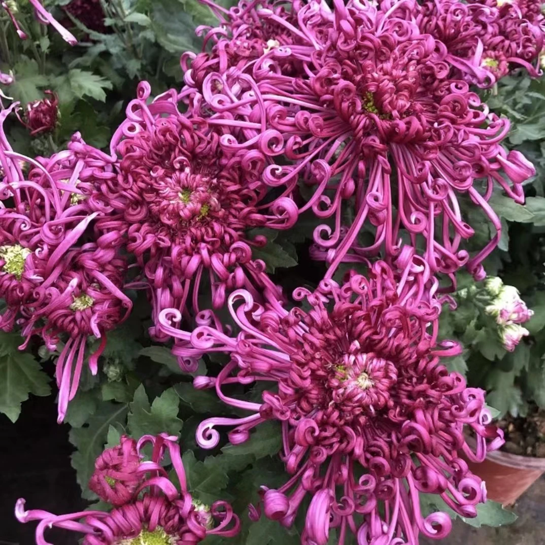 紫波秋舞 大花型带花苞花苗九月菊不含盆