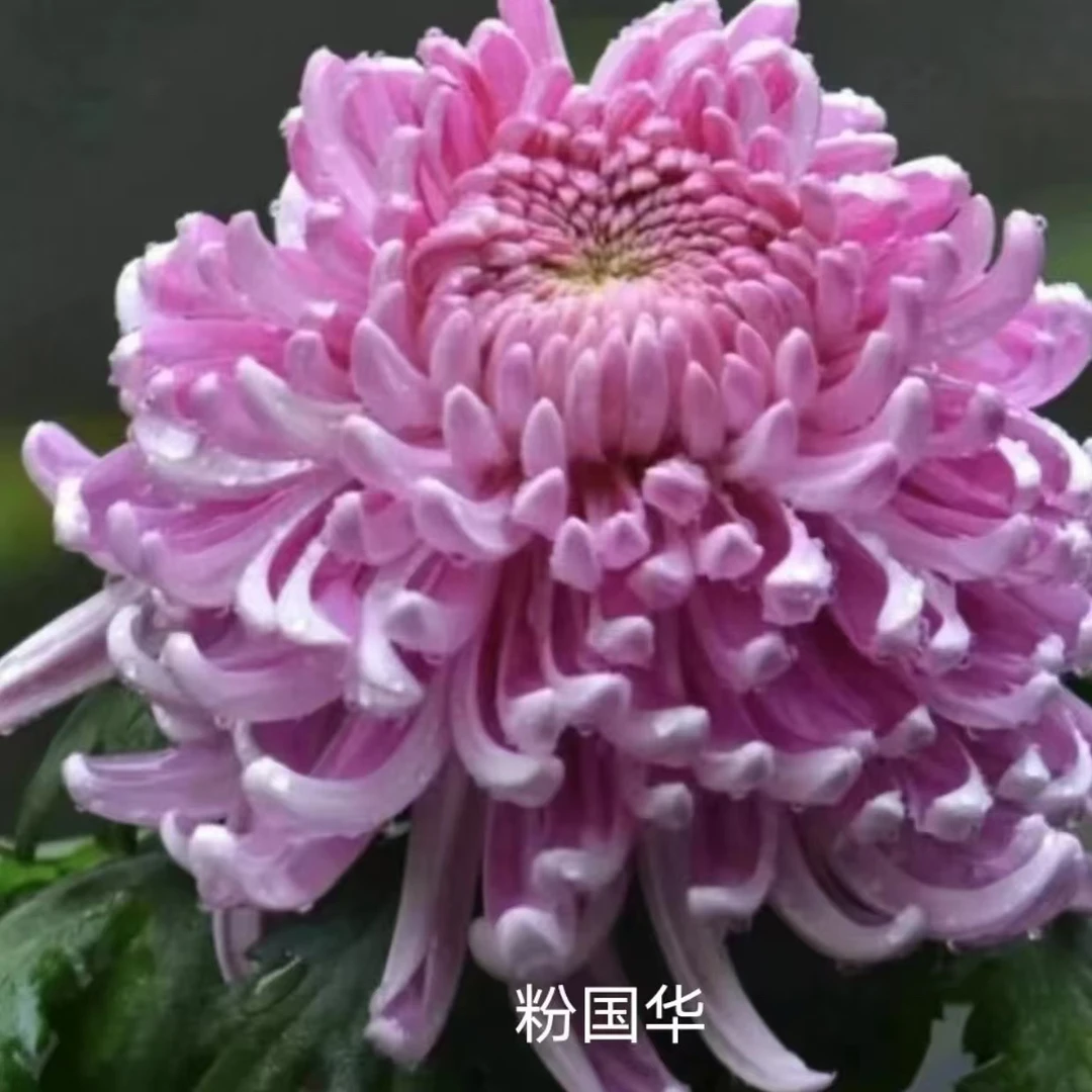 粉国华大花花盆栽带花苞花苗九月菊（不含盆）