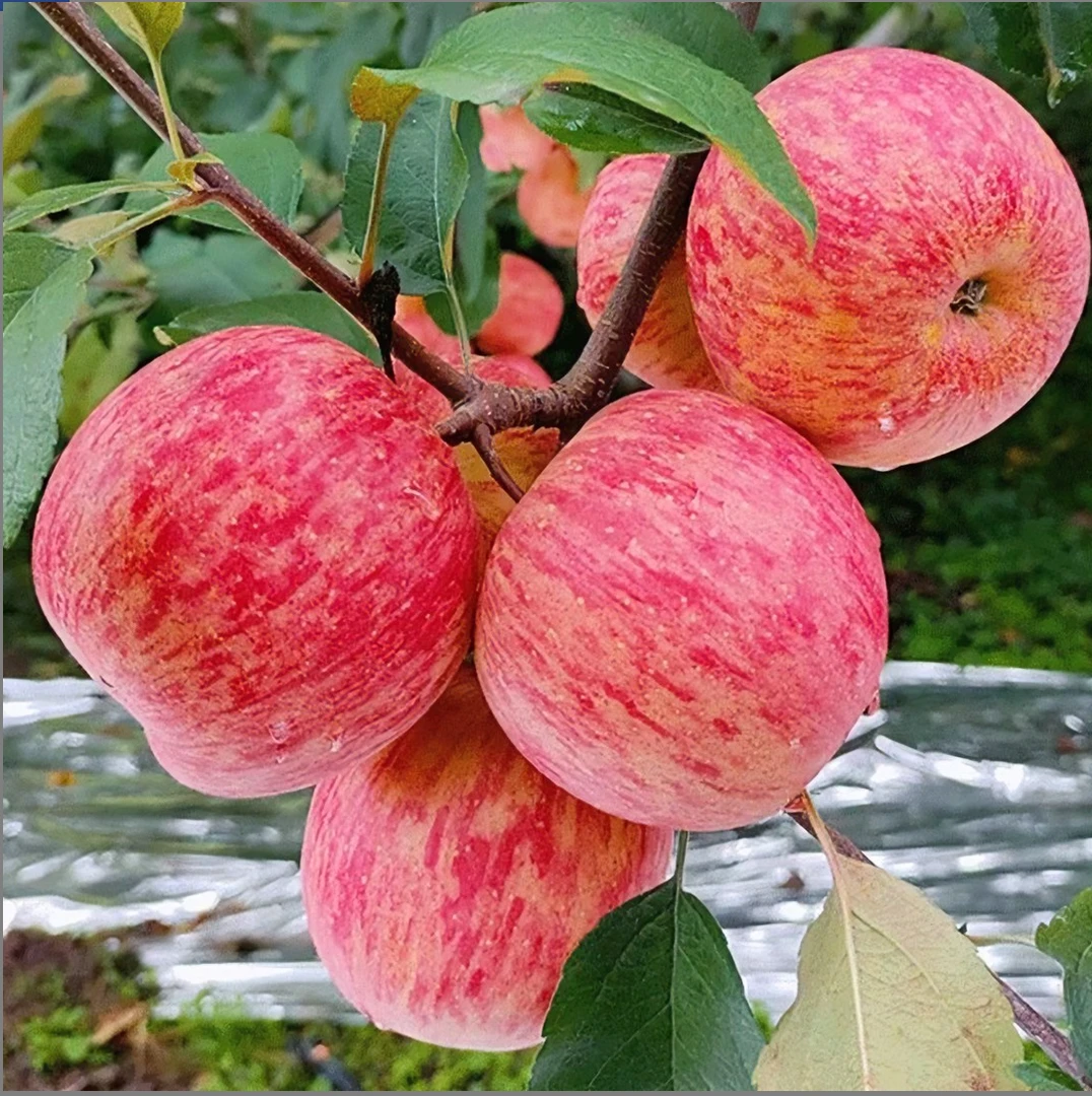 头茬苹果新鲜水果当季新鲜苹果红富士