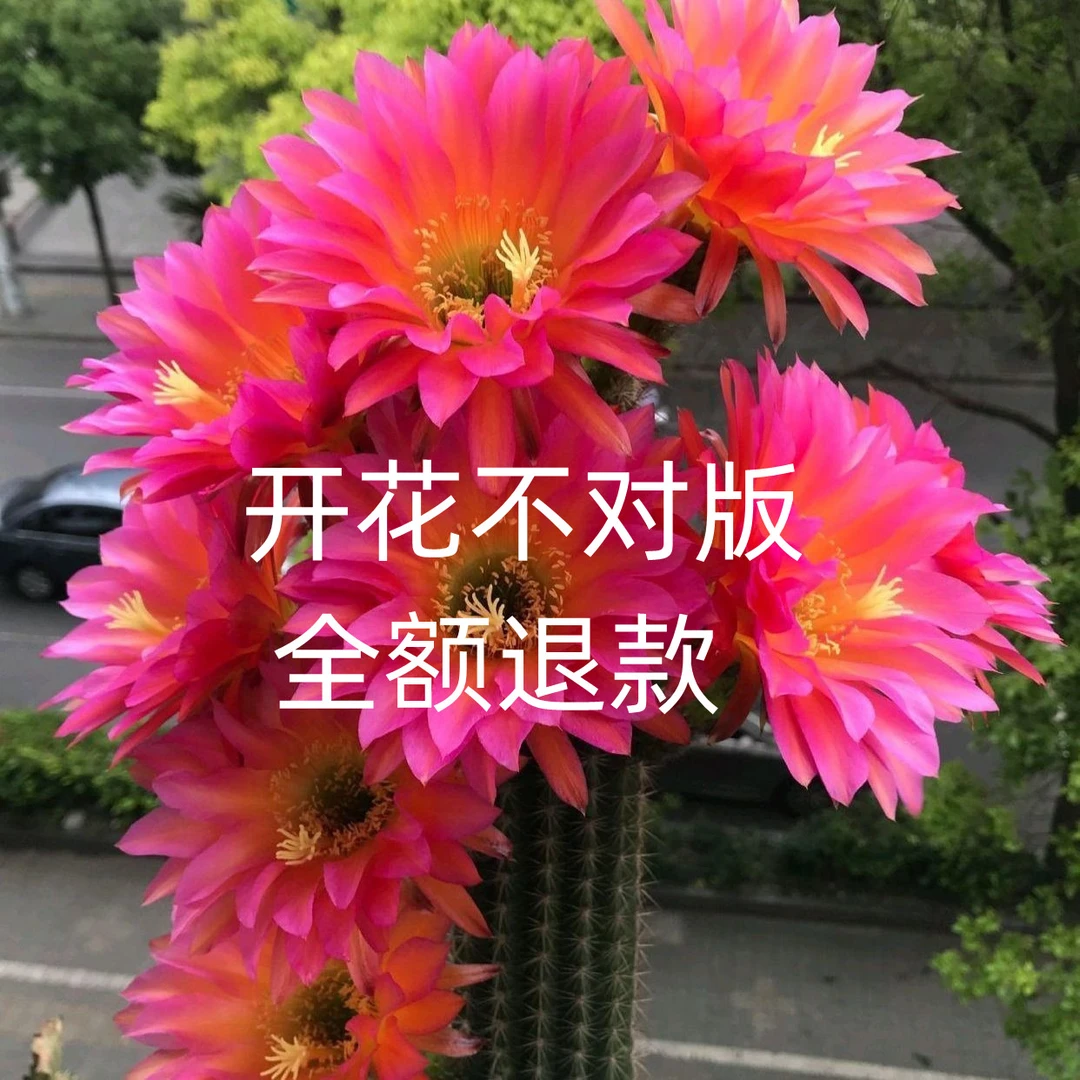 开花仙人球毛花柱彩草金纽飞碟丽花卉盆栽大花品种仙人球盆栽开花