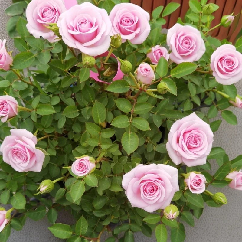 【处女座仙度瑞拉】阳台种植树桩月季粉色花玫瑰花中型花棒棒糖