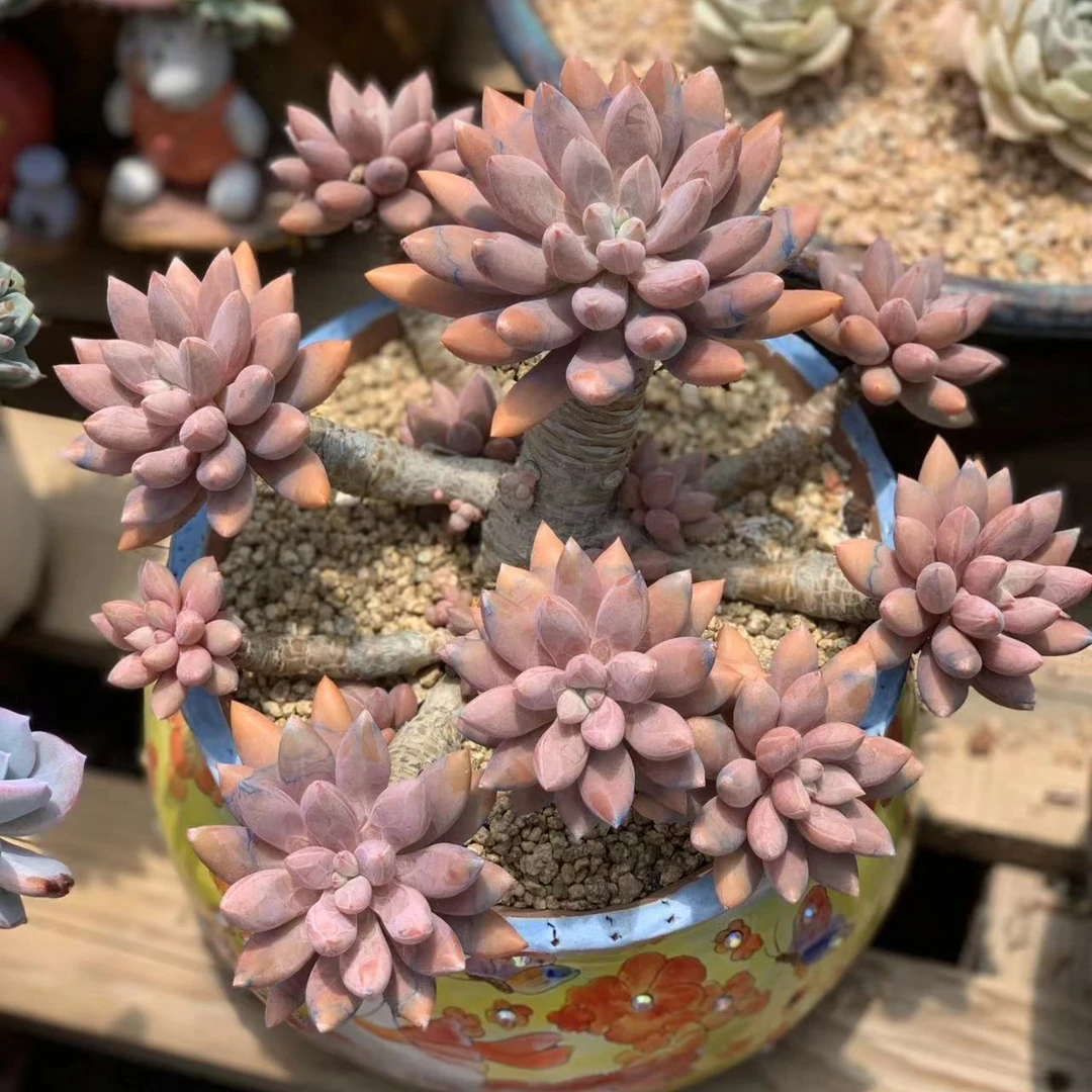 精美多肉植物一颗超级福袋链接