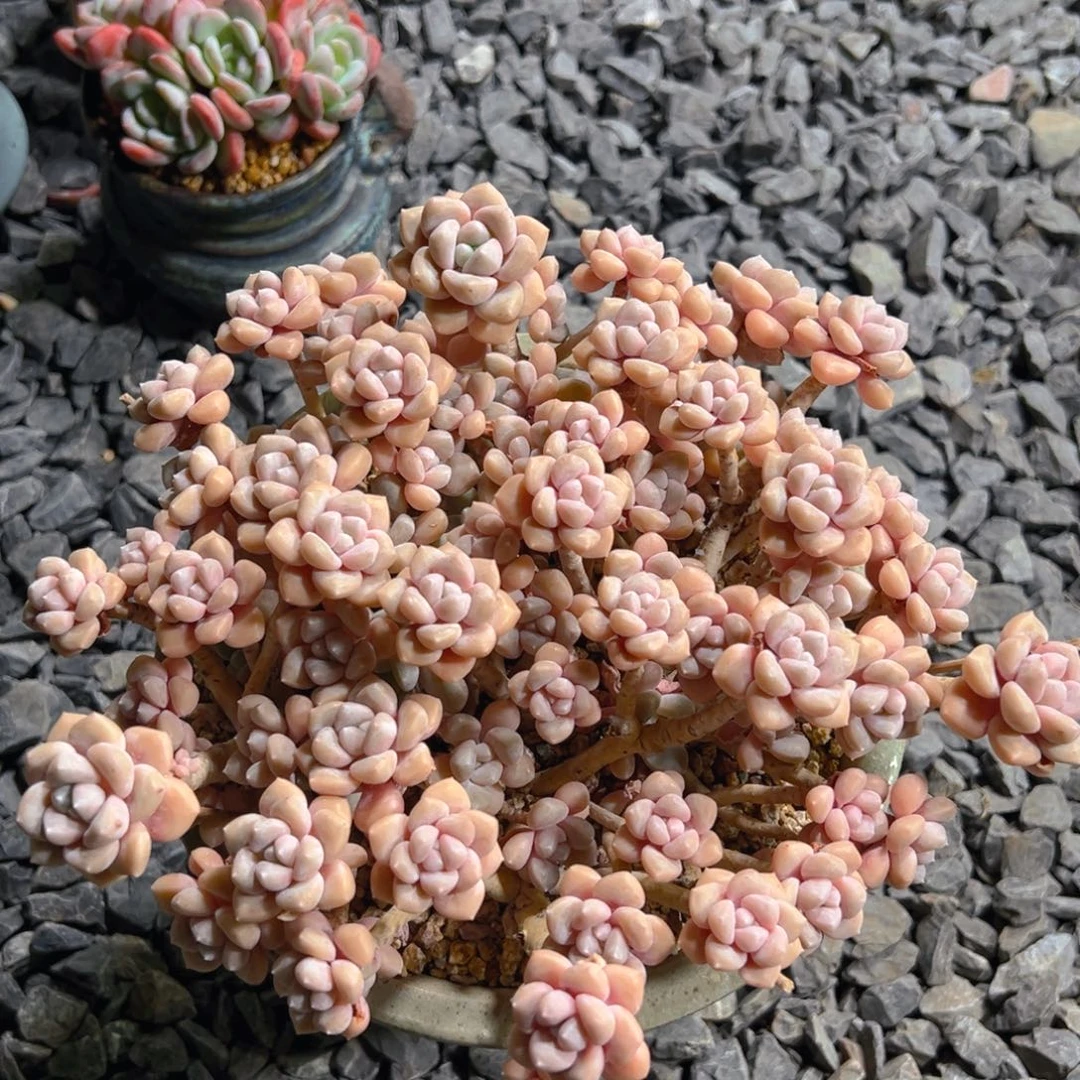 温暖小姐姐带盆的