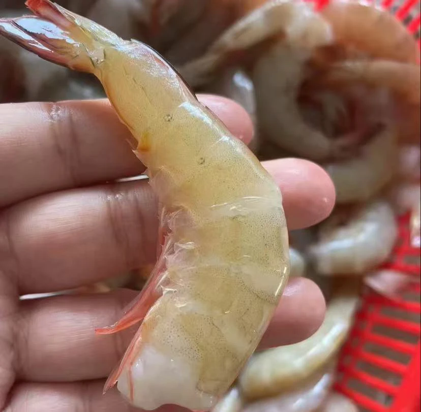 北部湾野生去头明虾尾