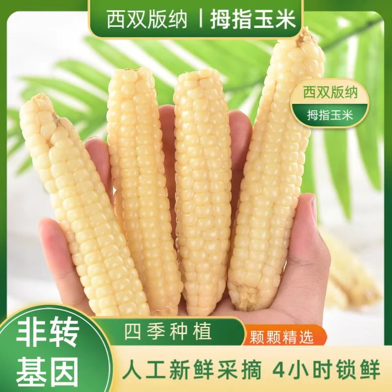 傣金鋺毫沙丽西双版纳精品拇指玉米当季去皮真空包装粗粮宝宝辅食