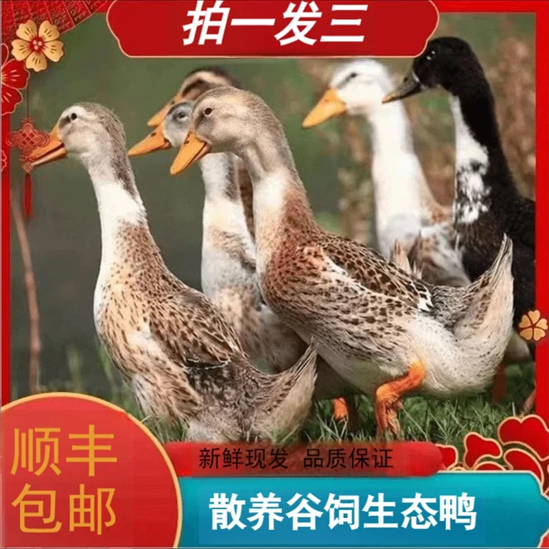 [买一发三]沂蒙山散养鸭子仔鸭现杀三只6斤无鸭掌无内脏非老鸭1