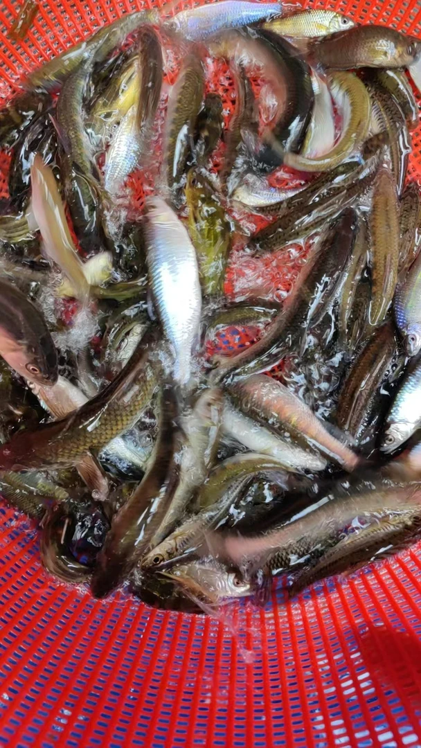 桂林漓江美味小杂鱼