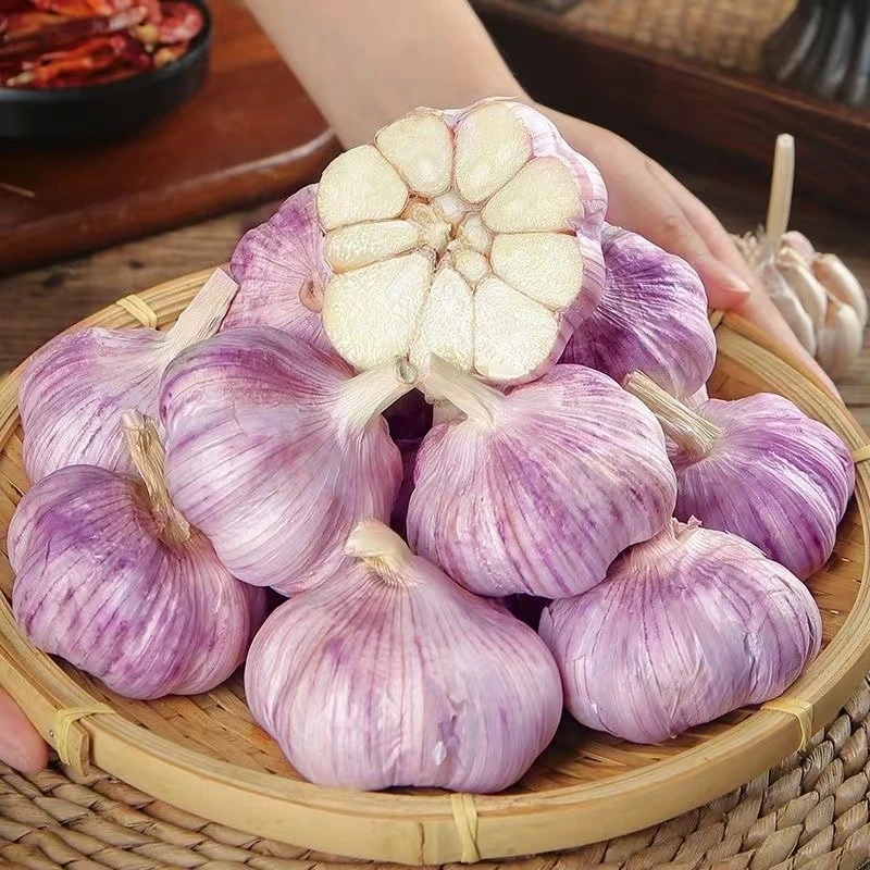 【源头直发】特大果 新干蒜紫皮大蒜新鲜蒜头