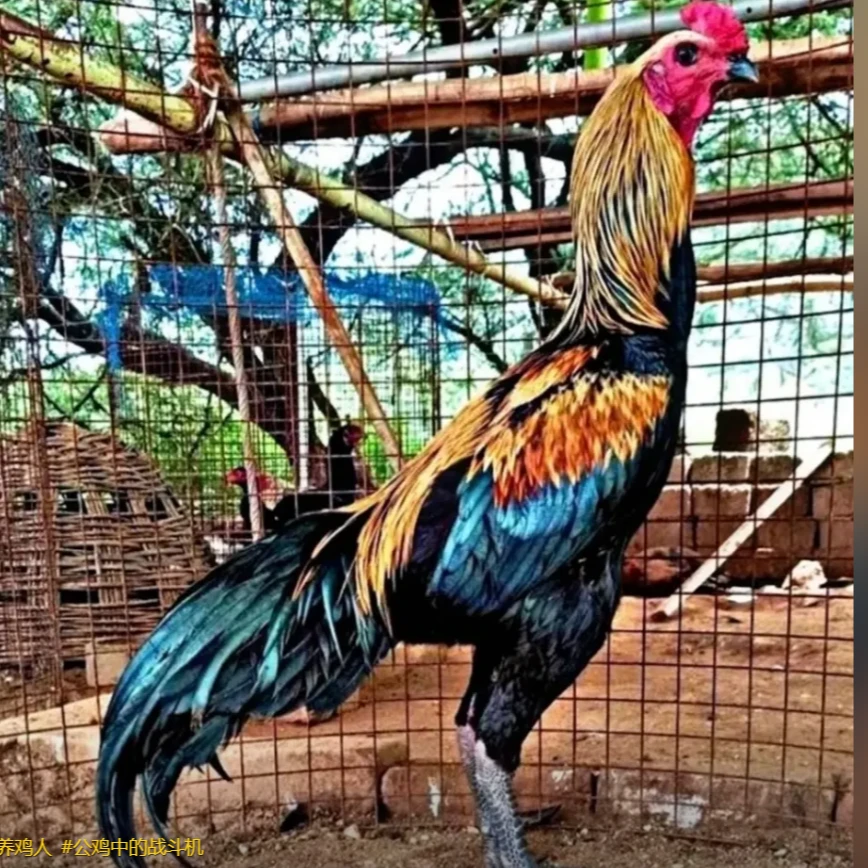 农村纯粮散养斗杂鸡（直播间竞价改价链接）