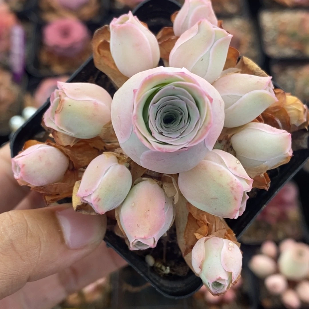 701半城玫瑰鹿兜