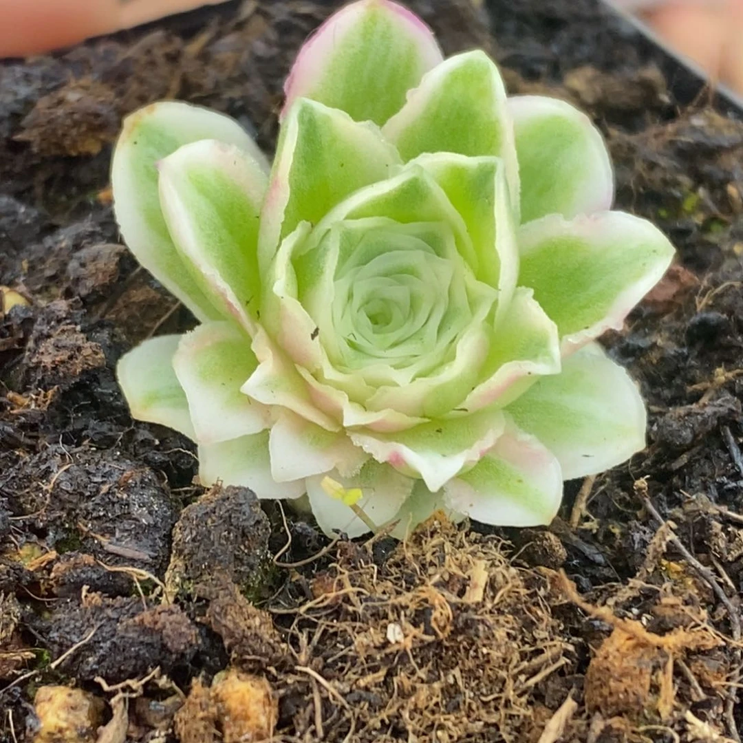 Y691半城玫瑰秋夕锦