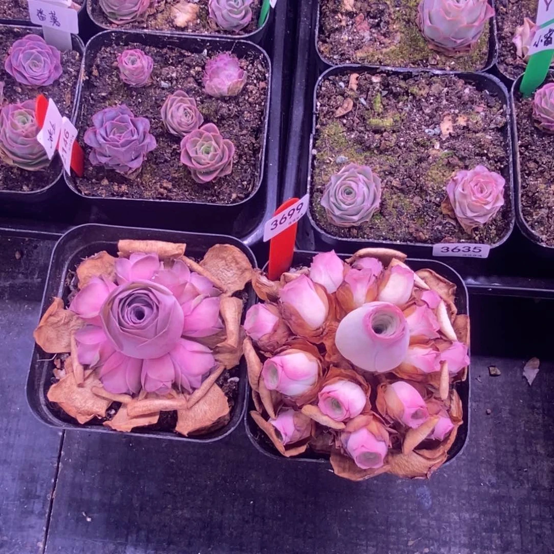 波****约Y418-419半城玫瑰情澜鹿兜