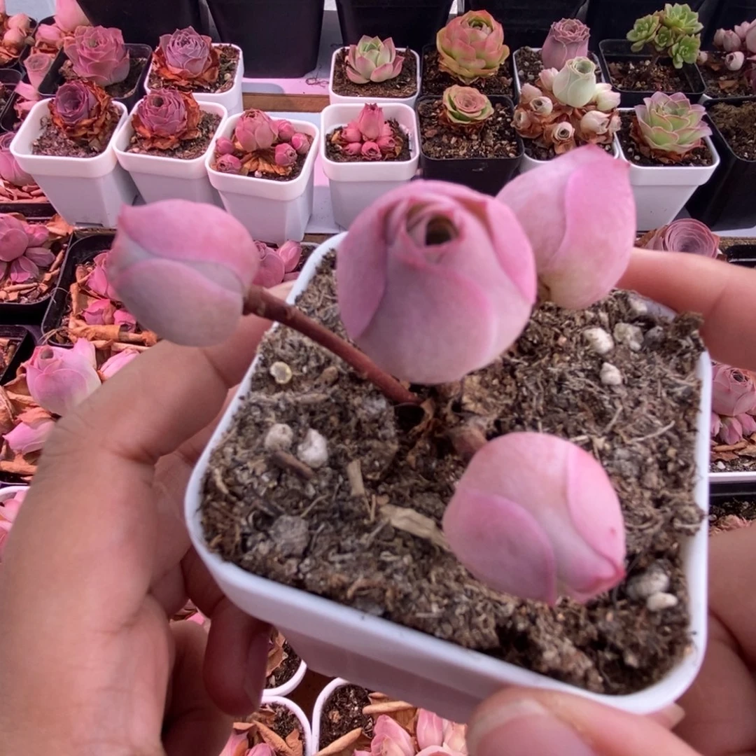 Y541半城玫瑰福利