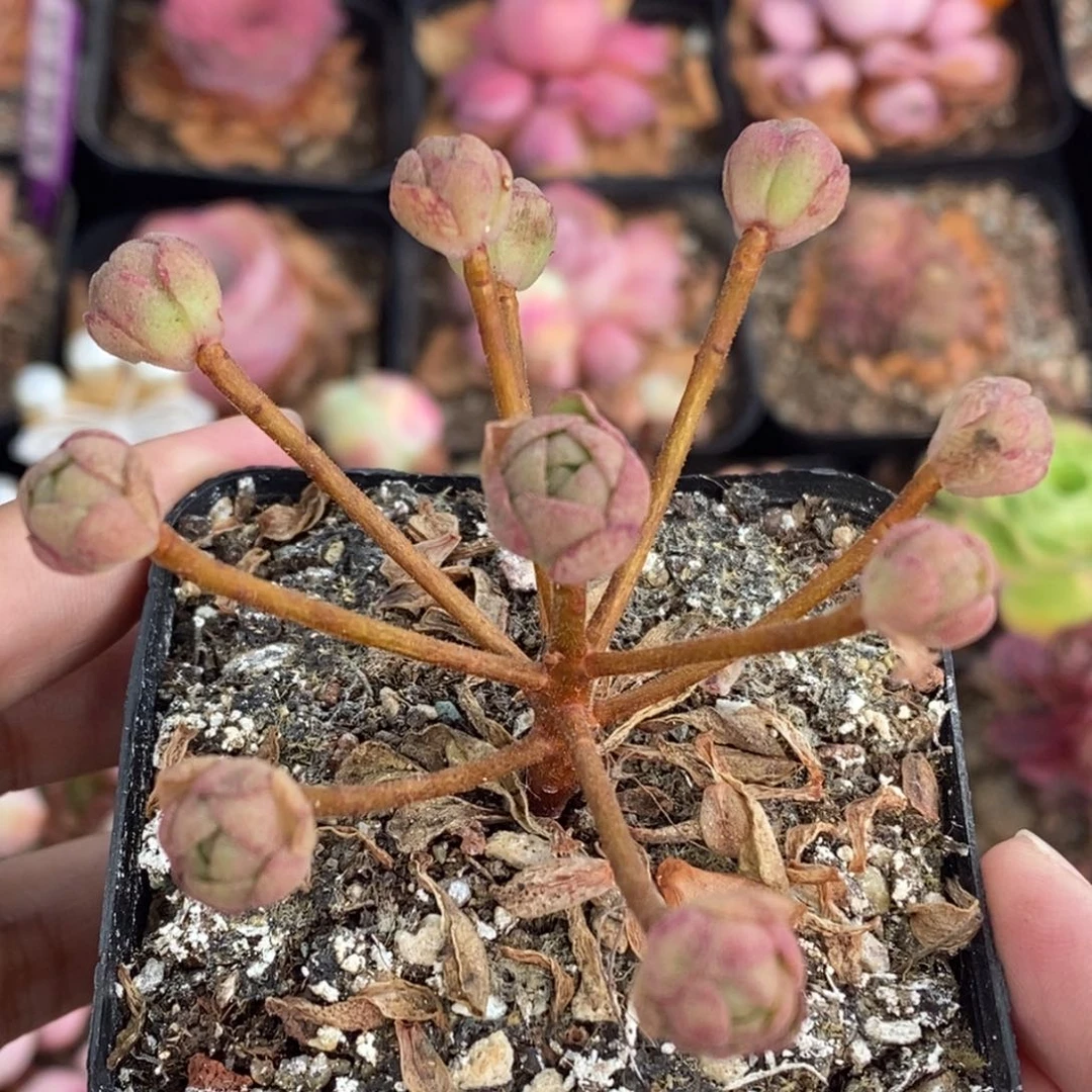 706半城玫瑰时光橄榄
