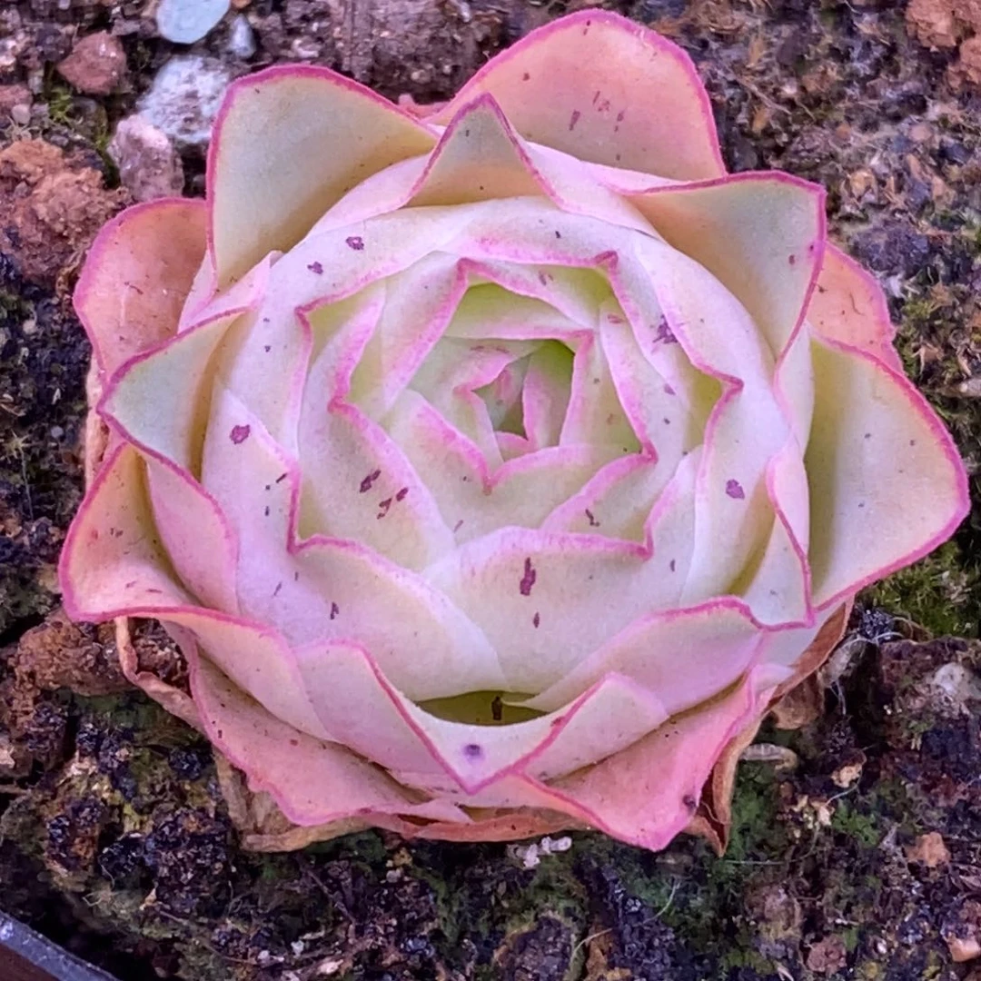 ?**˚Y410半城玫瑰日耳曼精灵