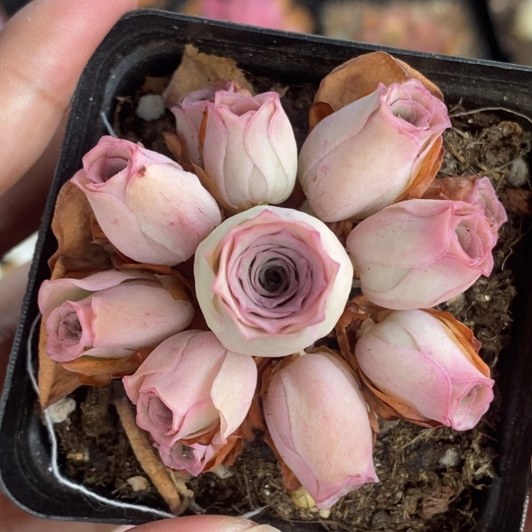 696半城玫瑰鹿兜