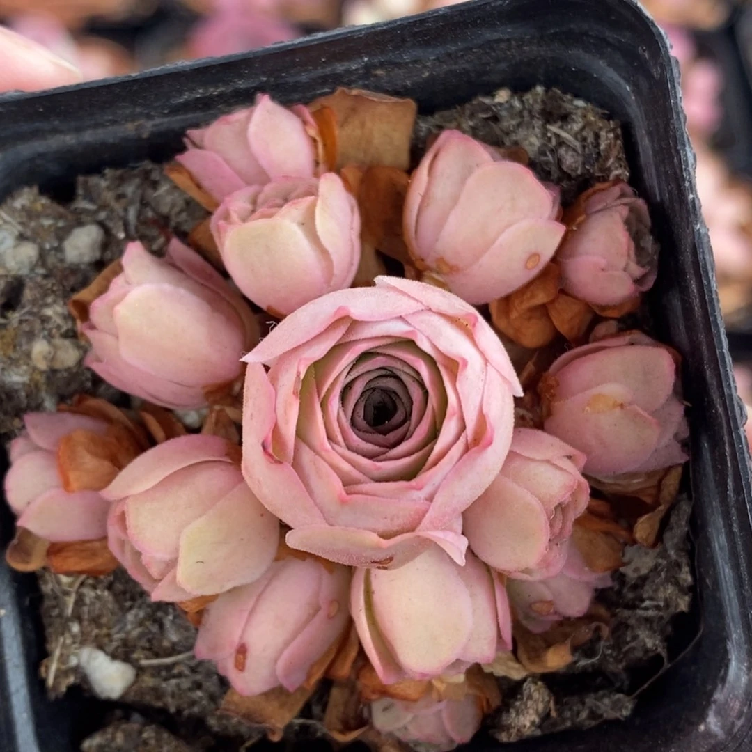 756半城玫瑰甜言