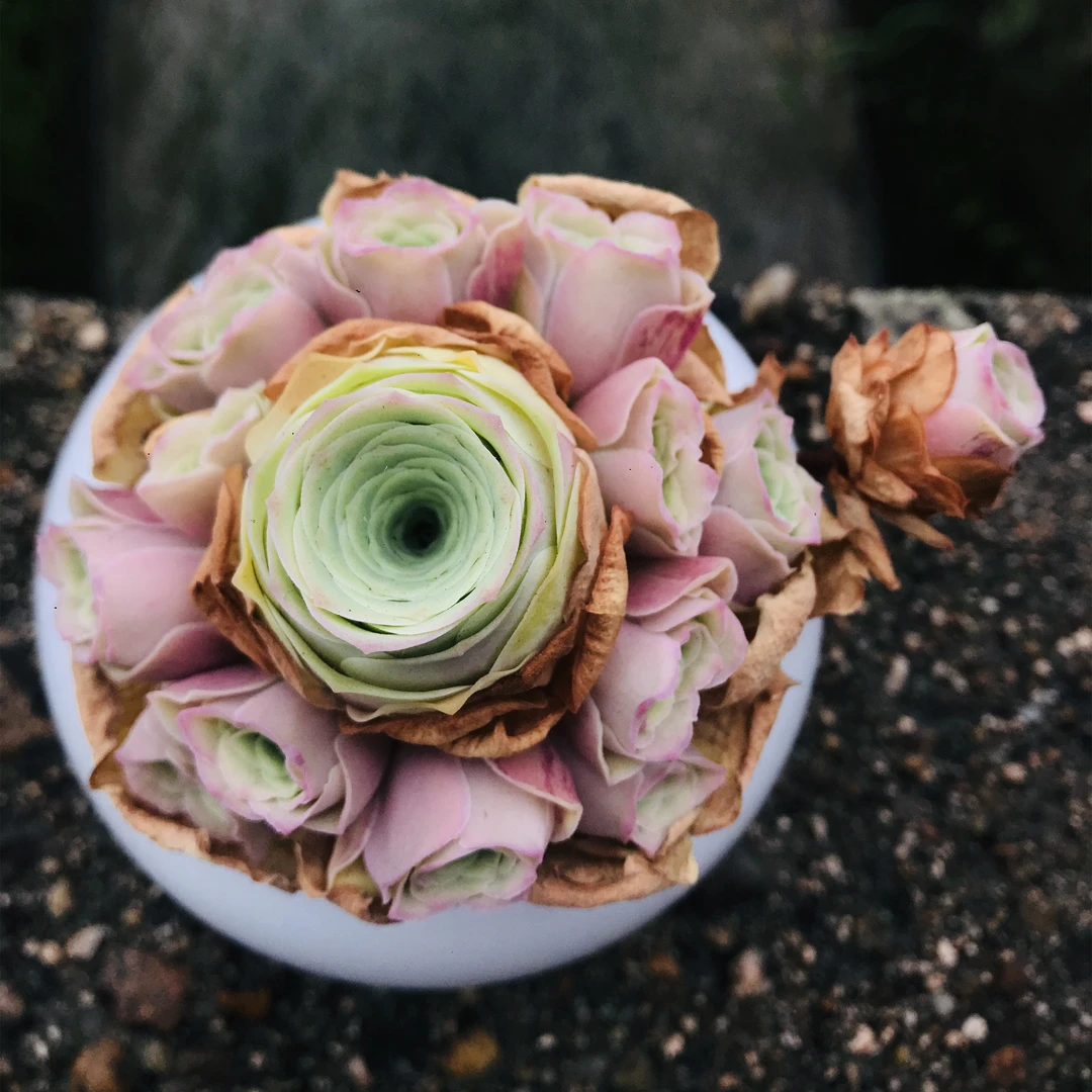 半城玫瑰夏季多肉植物深粉色龙萦小情书山地玫瑰一物一拍盆景美观
