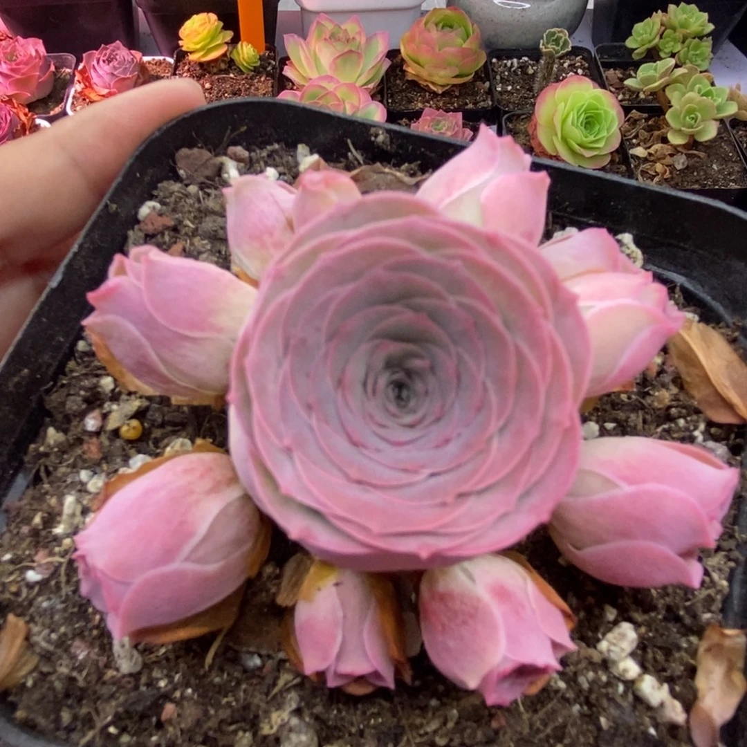 774半城玫瑰甜心