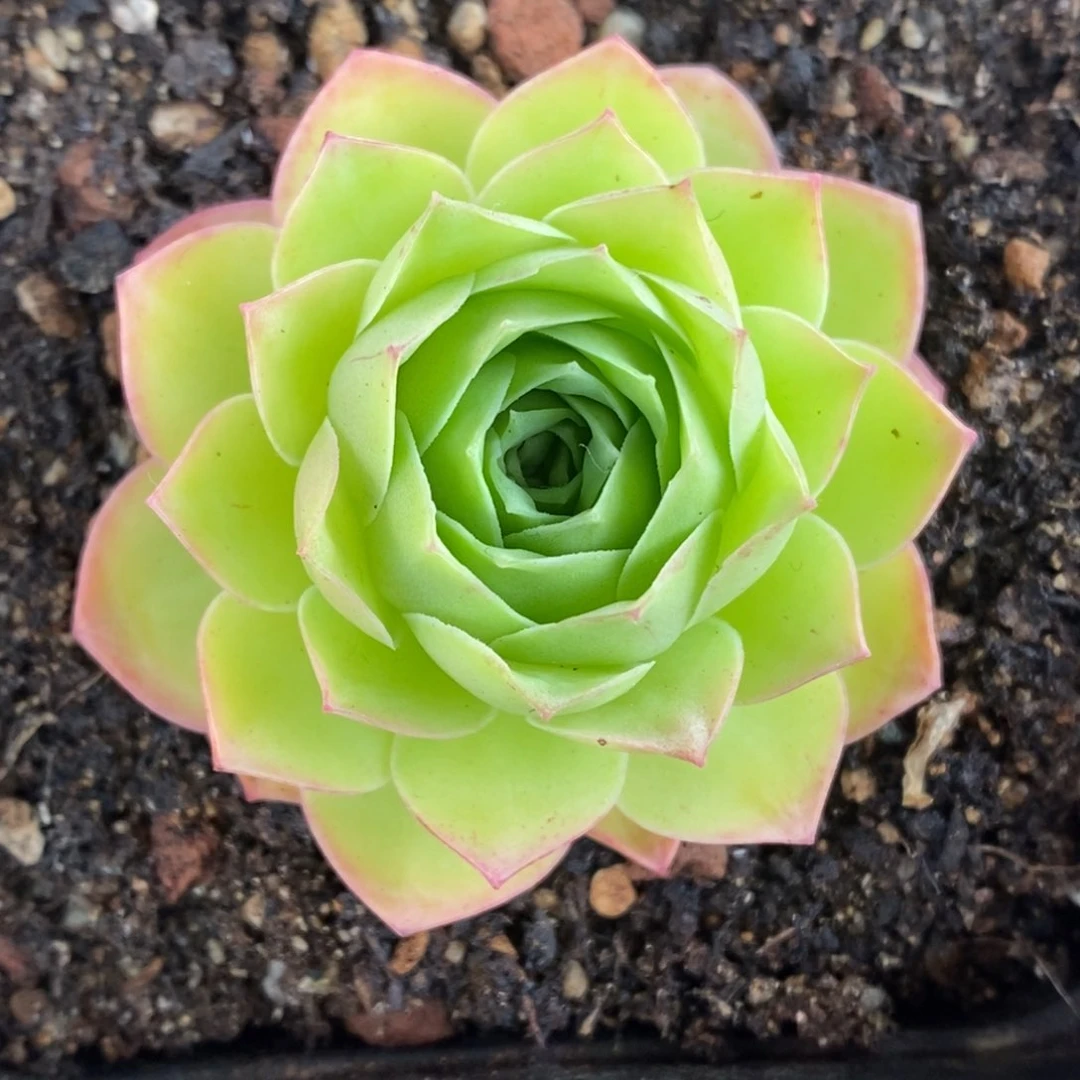 766半城玫瑰胖子