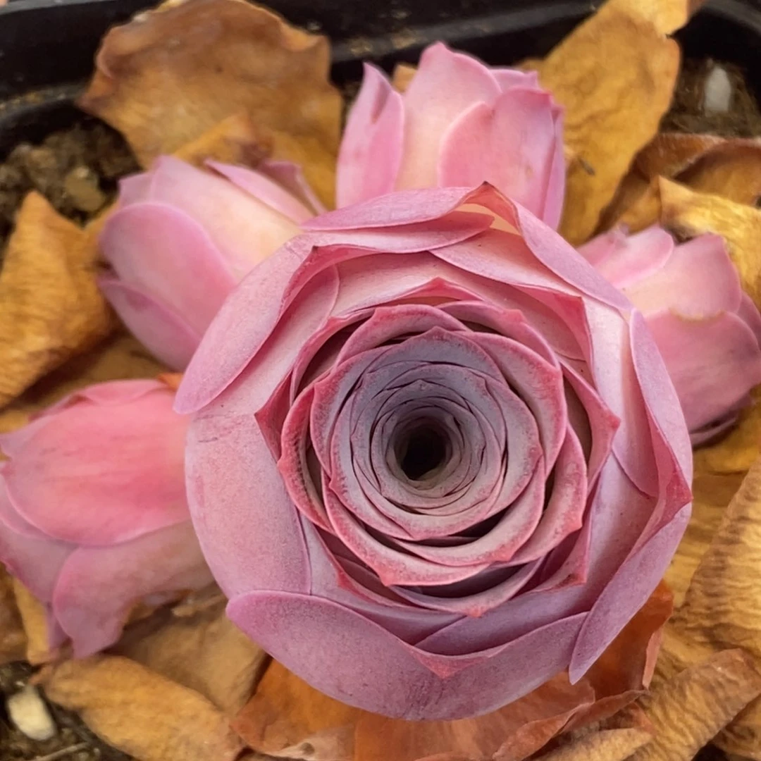 697半城玫瑰紫芙