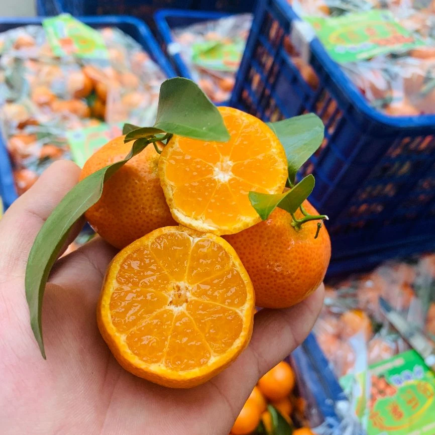 {鲜果树}沙糖桔9.9元/3斤